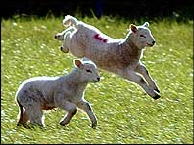 Lambs at play